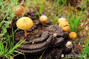 牛粪怎么处理最挣钱