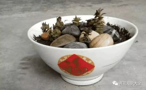 羊粪泡水浇菜好不好呢
