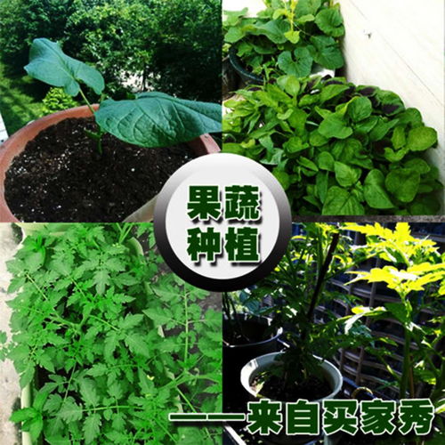通用营养土能种哪些花卉