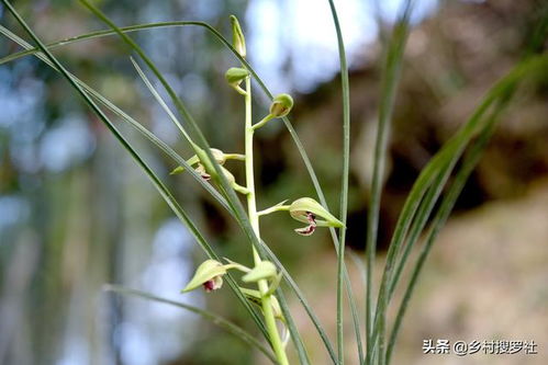 兰花营养土种植