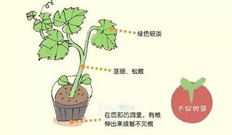 想在海南种个菜,真的有个阳台就够了 好贴收藏 