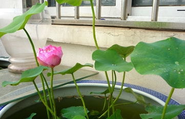 碗莲怎么养才能开花
