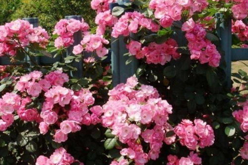 花期最长最好养的藤本月季