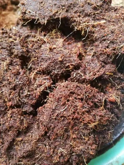 揭秘营养土里的门道,说是营养土,实际都是椰糠,最不适合种多肉