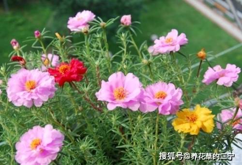 太阳花用啥土