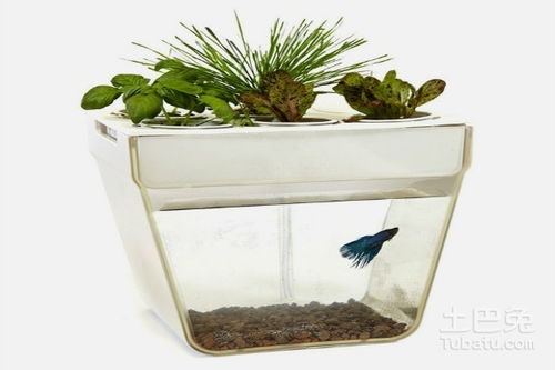 水养植物养鱼介绍及方法