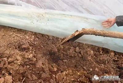 这个鸭场采用益生菌养殖青头鸭 专业菌种发酵鸭粪制作有机肥形成生态养殖效益高