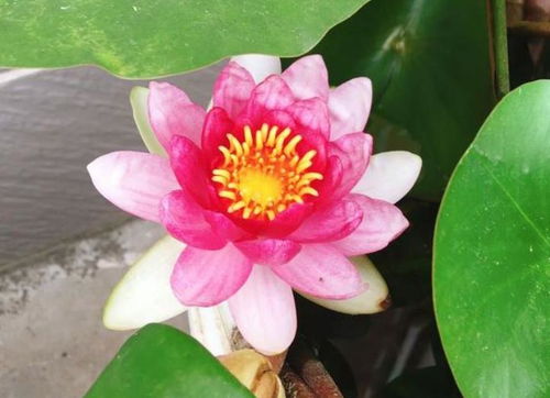 夏天养花3种花怎么少,花美好养很耐晒,喜光喜水花期长,美爆了