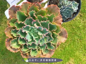 用最简单的泥炭加沙子养多肉,有人和我配土一样吗 
