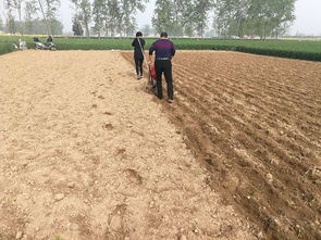 种植花生为什么要选择砂质壤土 相比黏土和沙土有哪些好处