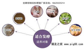 发酵菜籽饼喂猪一次能喂多少