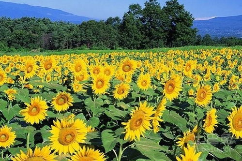 太阳花怎么种植方法
