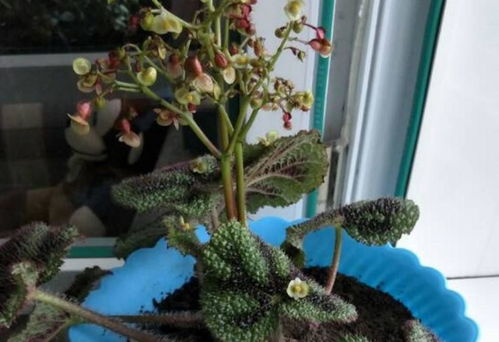 这花必须养起来,秋季好看的不得了,真美