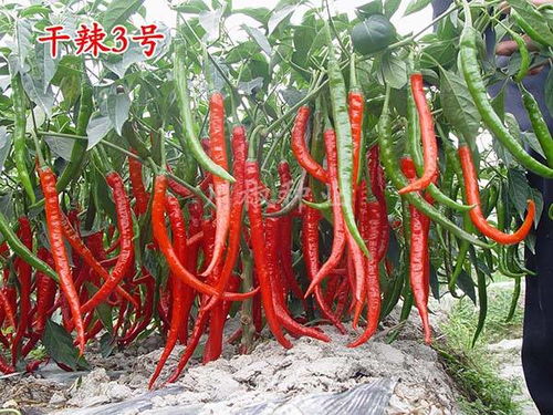 川椒种业 选对了辣椒种子,种植辣椒就成功一半了