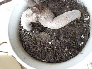 这是人参榕,前几天好长得很好,今天突然就变成这样,而且土壤表面多了一些黑色颗粒 