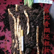 一香 牌天然有机营养土5包 老配方 粗 