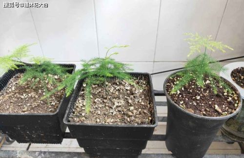 养花的土哪里挖最好