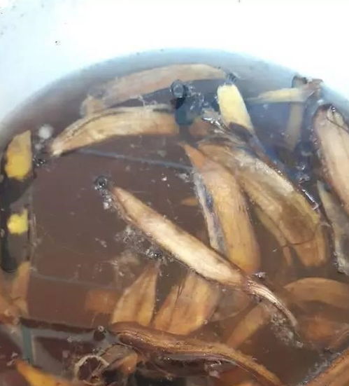 吃完的香蕉皮,装水瓶里发酵半个月,用来浇花比肥料效果好