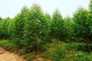 桉树需要什么肥料