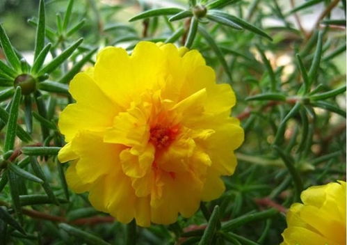 太阳花种子发芽后歪倒最后死掉