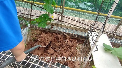土壤板结不疏松,加上这几样改良土质,土越来越多也越肥沃 