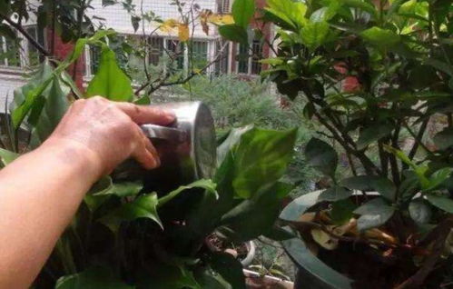 用剩茶叶水浇花,不是直接倒入花盆,这样用才更有效果