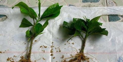 养花用 沙子 栽种,好处多多,告诉你它的4个使用 技巧