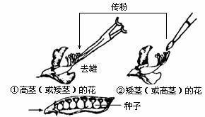 红绿色盲为伴X染色体隐性遗传.下列有关说法不正确的是 A.父亲正常.女儿必正常,母亲色盲.儿子必色盲 B.外公为色盲患者.其色盲基因一定会通过他的女儿传给他的外孙 