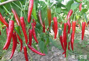 辣椒农药