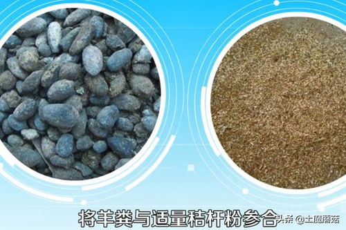 羊粪怎么发酵