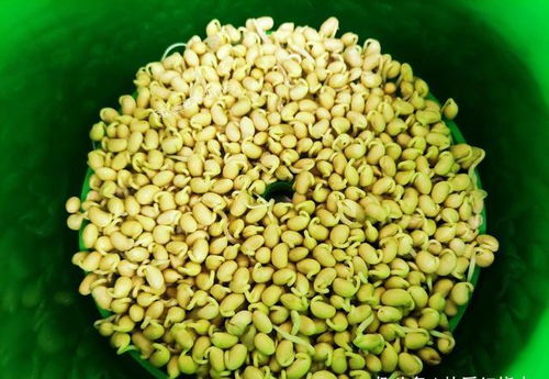 黄豆泡水沤肥不臭的办法