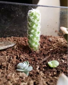 不花钱还可以养好多肉植物的土壤配方 