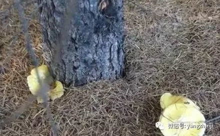 精髓 教你怎么在家自制营养土,比外面买的好多了 