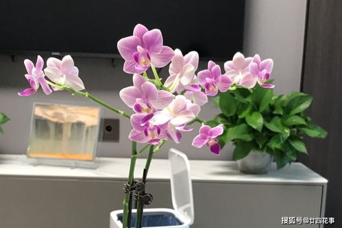 蝴蝶兰可不可以用土栽