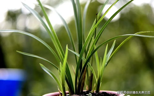 项羽讲兰花植料配方视频