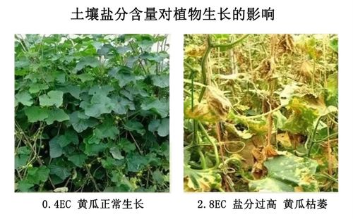 智慧农业智能化数字化 用数据代替经验,关于电导率耕作指导及耕作改善说明