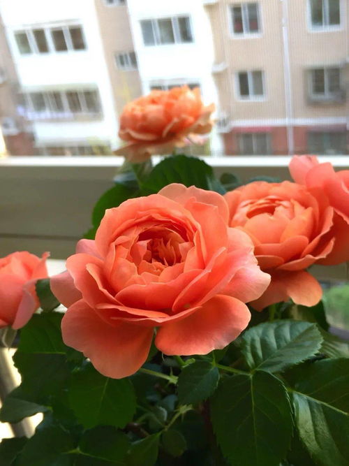 早春三月,让家里也有一片春光