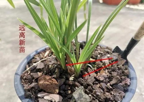 复合肥的正确使用方法,学会这3招,兰花不怕有肥害