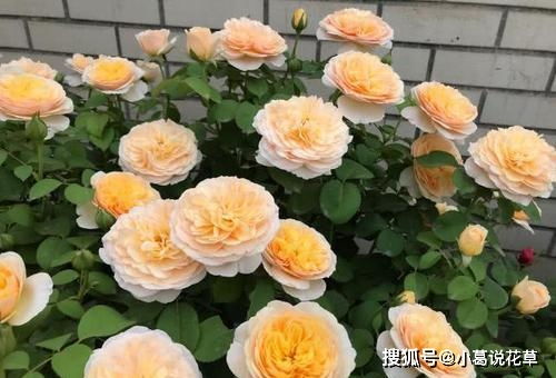 月季钟爱2种垃圾,掺在盆土里,笋芽侧芽一起长,来年花量翻倍 开花 养护 剩饭 