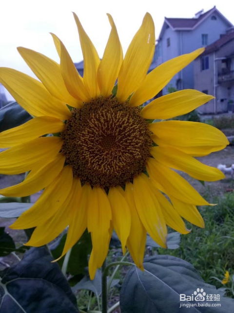 种太阳花种植过程日记