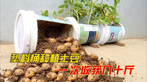 塑料桶种植土豆技巧,简单易操作,一次却可以收获几十斤 