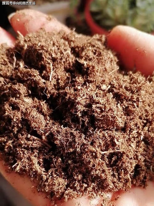 秋天养花不用买土,这种 免费土 ,一分钱不花,一挖一麻袋