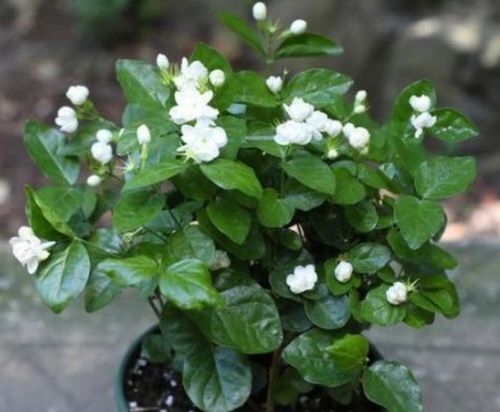 茉莉花能用营养土吗