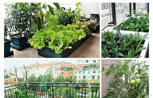 腐叶土种菜还追肥吗