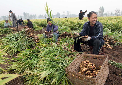 营养土种植还需要施肥吗