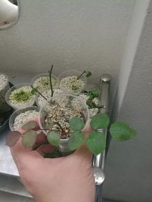 花泥可以用海绵代替吗视频
