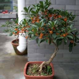 盆栽桂花树用什么土