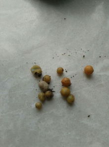 花盆里的,是什么虫 