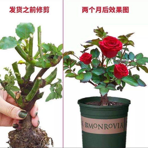 玫瑰花苗庭院盆栽观花卉植物室内阳台月季带花苞好养四季开花不断