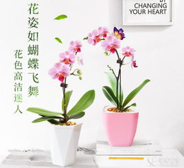 蝴蝶兰怎么养 最简单蝴蝶兰家庭养法 